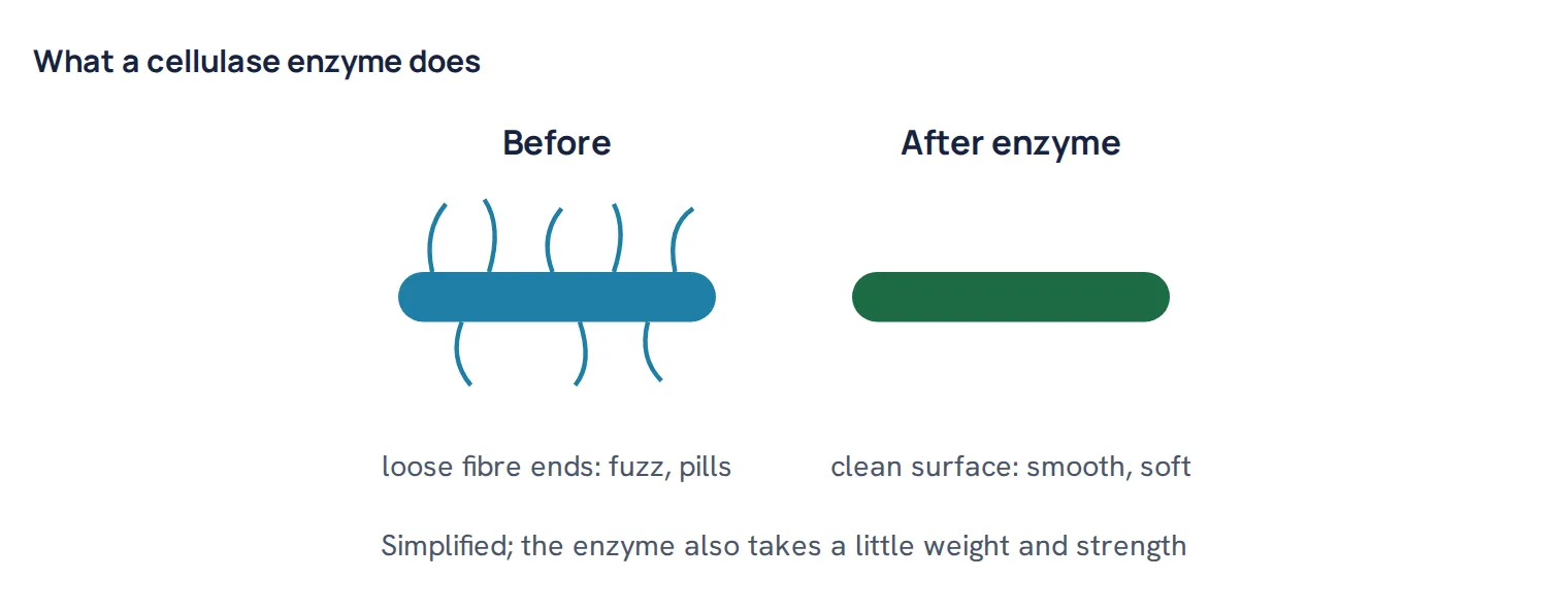 What a cellulase enzyme does