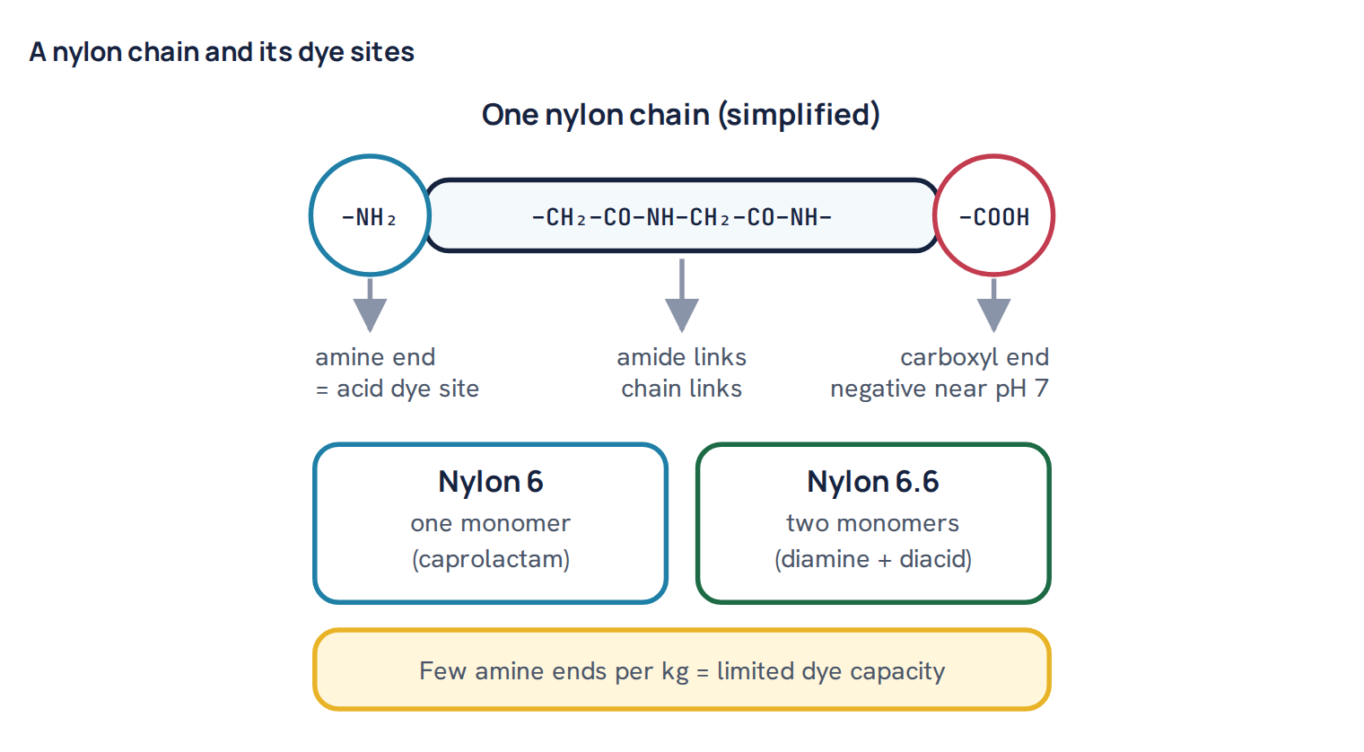 A nylon chain and its dye sites