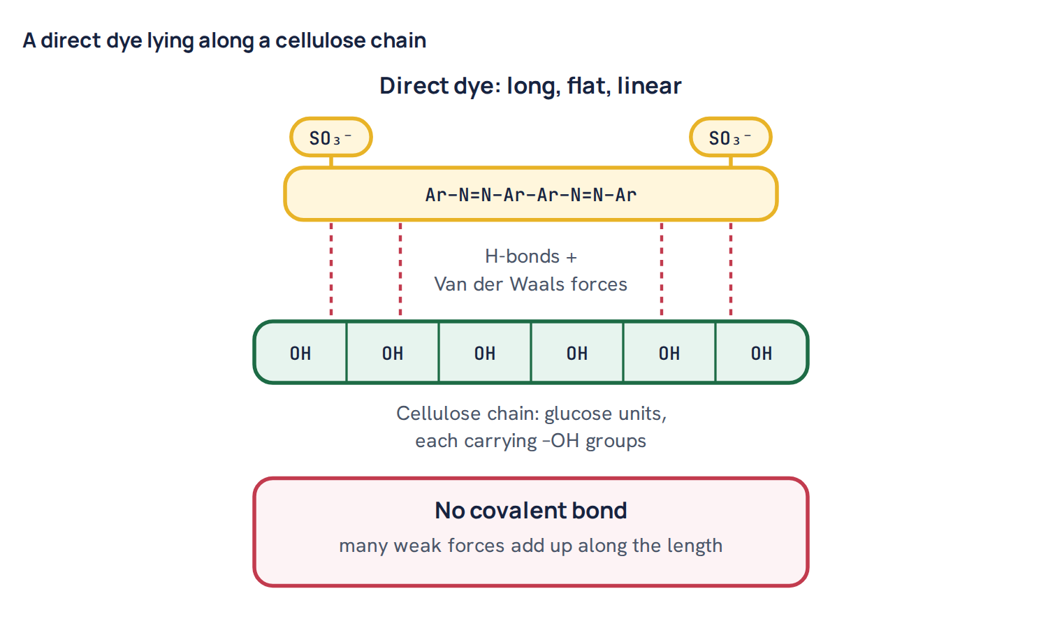 A direct dye lying along a cellulose chain