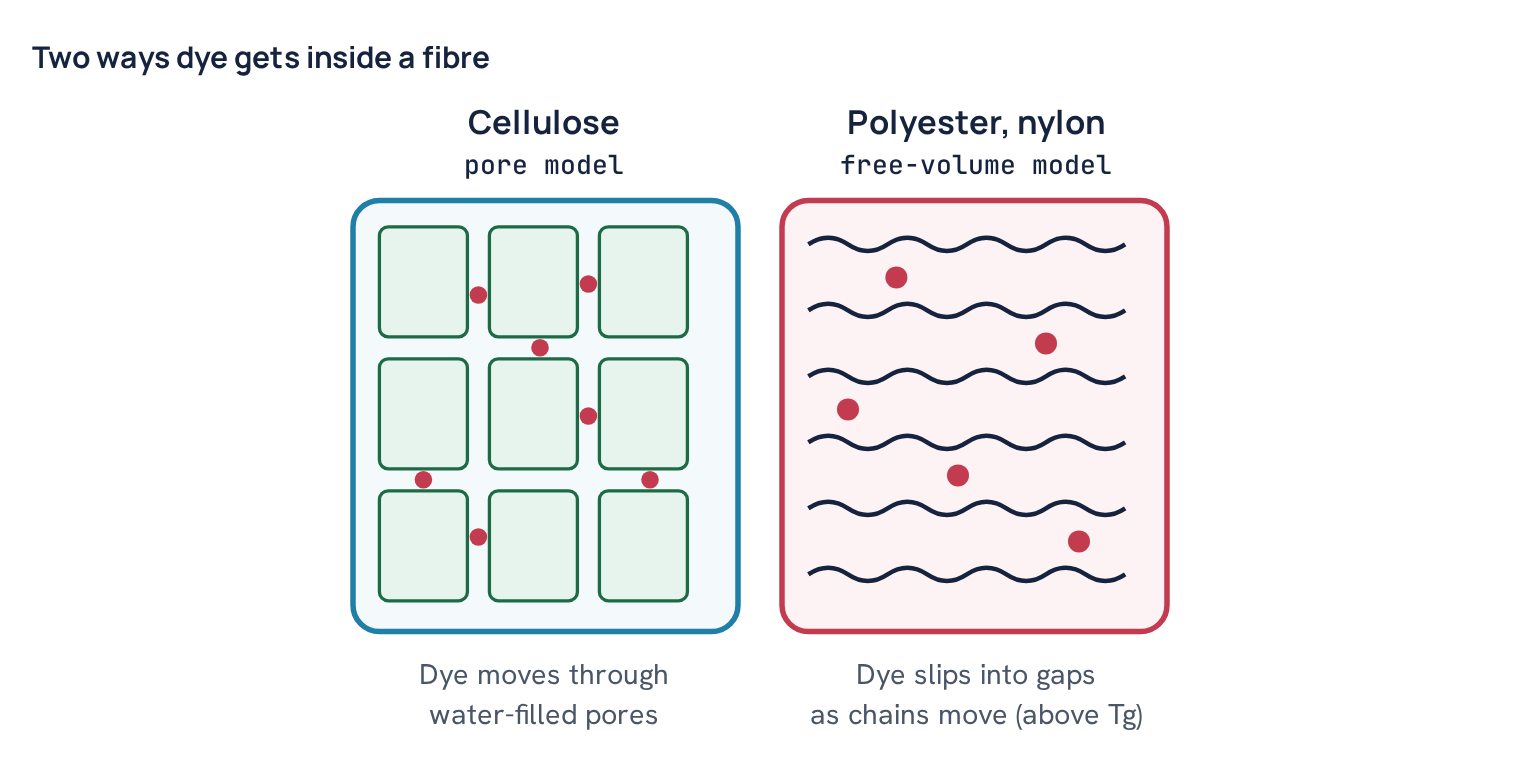 Two ways dye gets inside a fibre