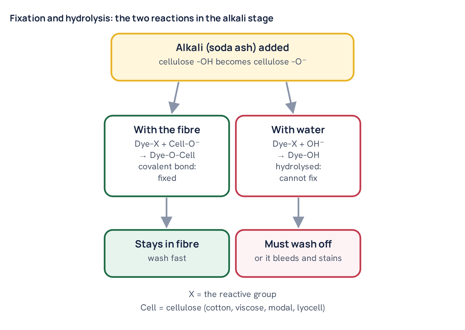 Fixation and hydrolysis: the two reactions in the alkali stage